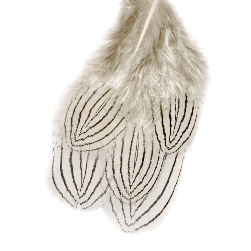 Ven Silver Pheasant body feathers