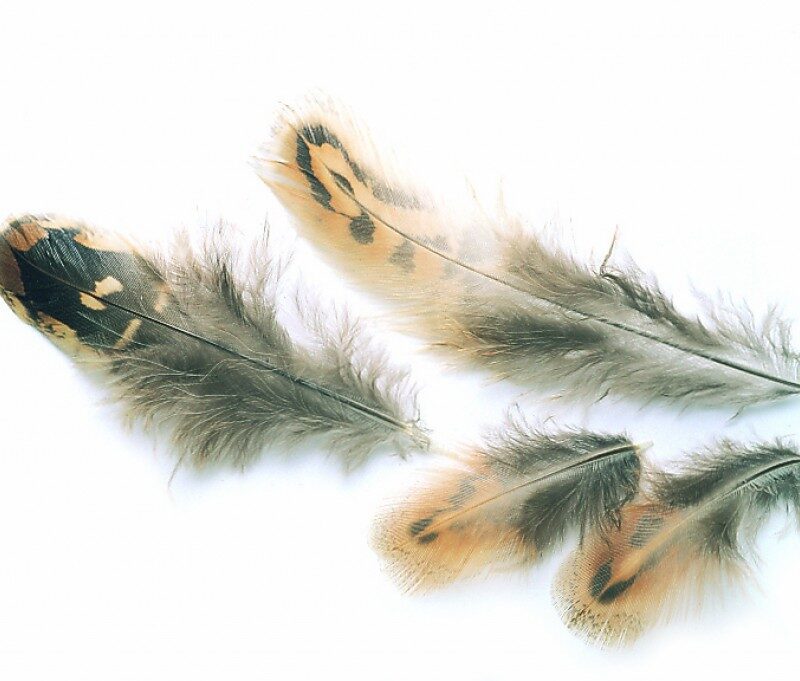 Ven Pheasant Hen Shoulder feathers